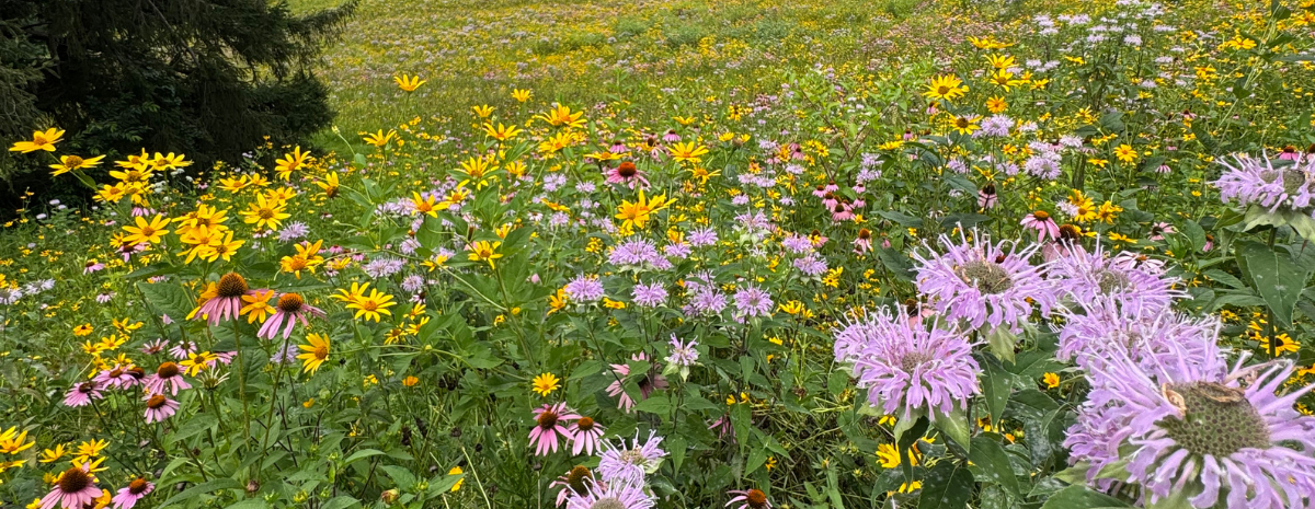 Lawn Alternatives and Meadow Walk with Chanticleer Gardens | July 22