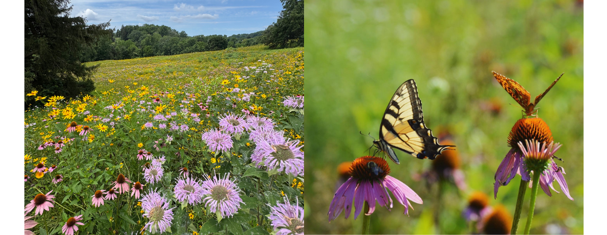 Lawn Alternatives and Meadow Walk with Chanticleer Gardens | July 22